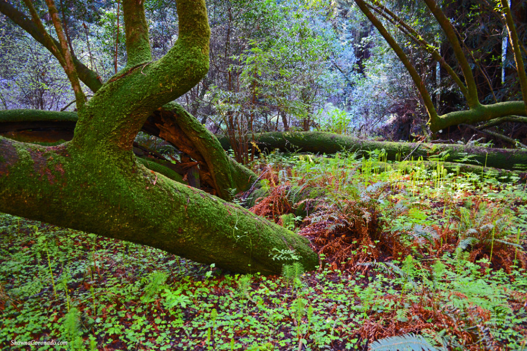 Muir Woods Park Moss and Trees copyright Shawna Coronado