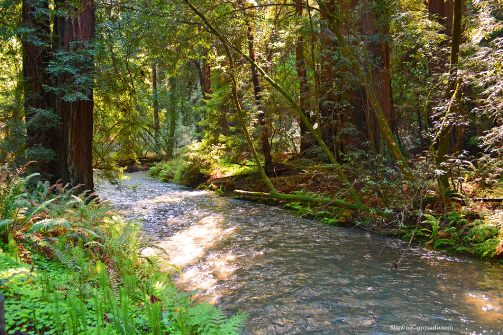 Muir Woods Park River copyright Shawna Coronado