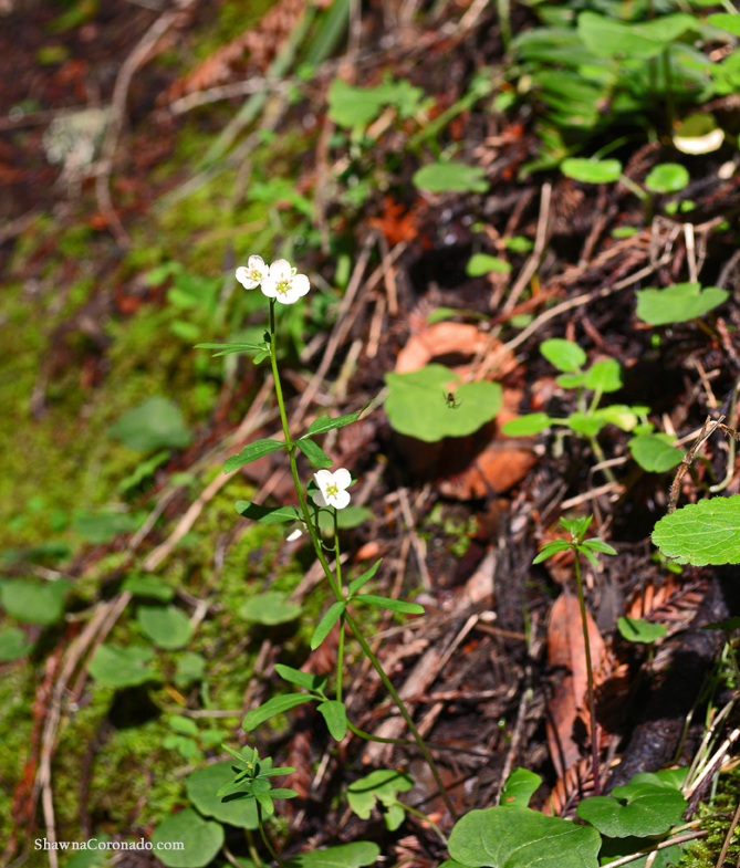 Muir Woods Park Spider and Flower copyright Shawna Coronado.jpg