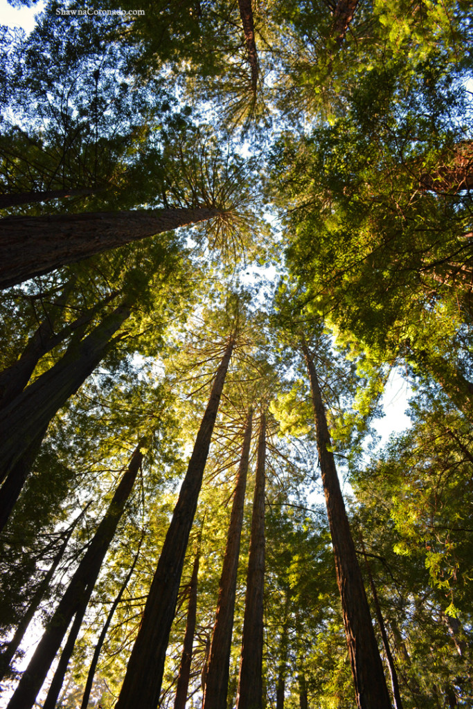 Muir Woods Park Trees copyright Shawna Coronado.jpg