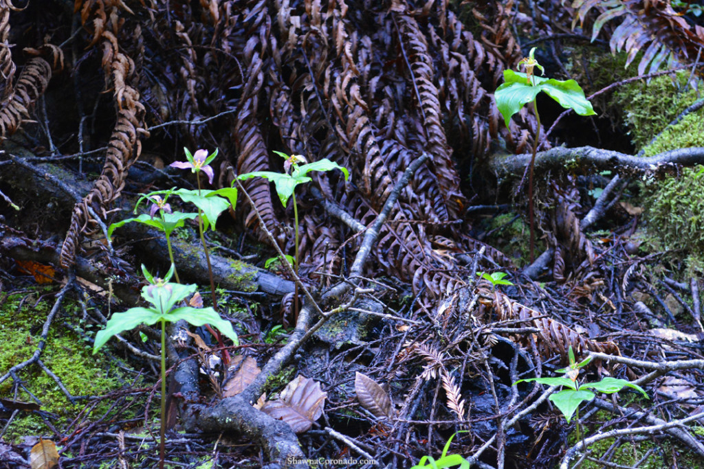 Muir Woods Park Trilium copyright Shawna Coronado.jpg