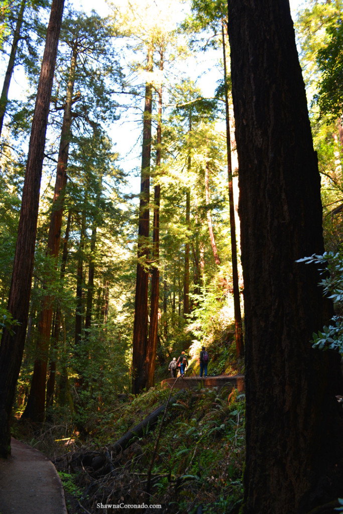 Muir Woods Park Walking Trails copyright Shawna Coronado.jpg