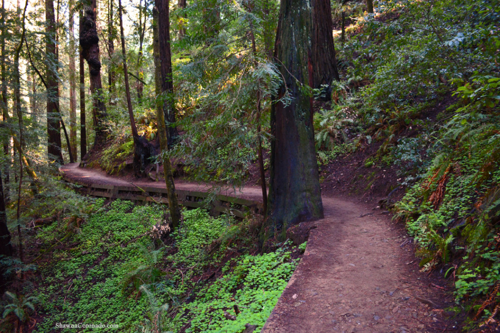 Muir Woods Park WindingTrails copyright Shawna Coronado.jpg