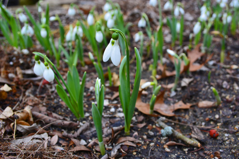 Snowdrops 3