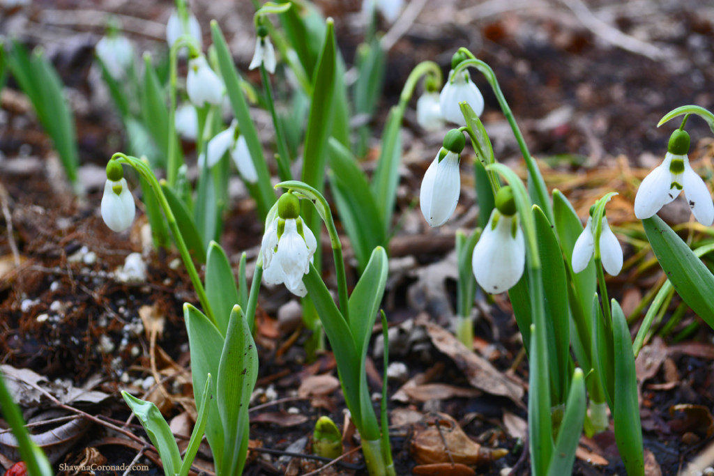 snowdrops galanthus elwesii 3