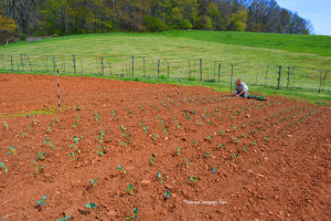 Biltmore Estate Broccoli Fields