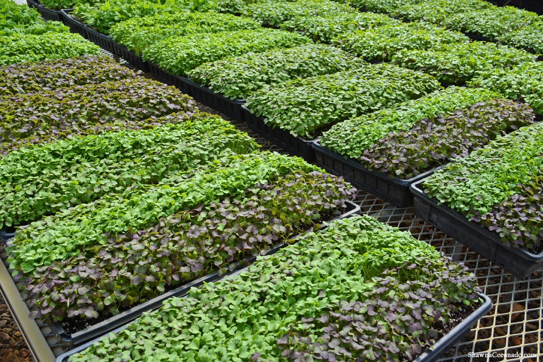 Biltmore Estate Micro Greens