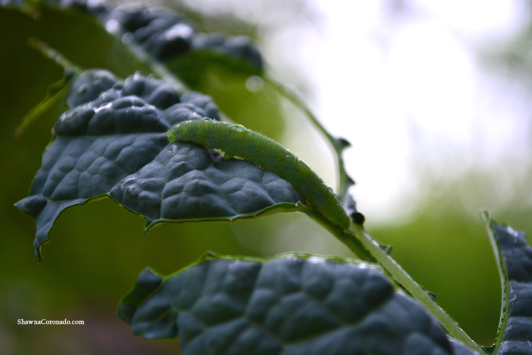 cabbageworm damage