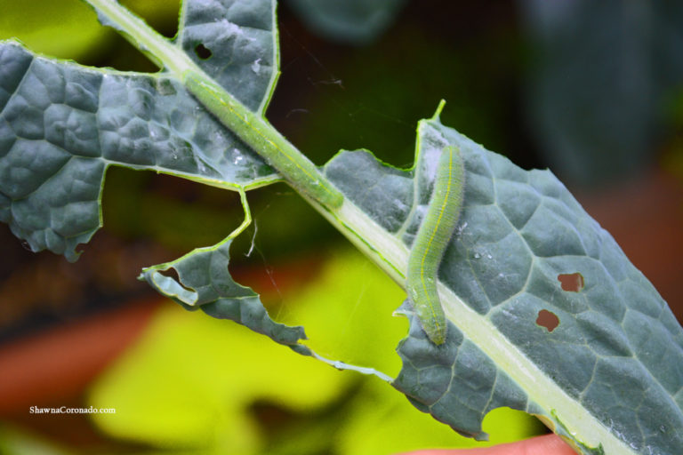 Cabbageworms Eating Kale