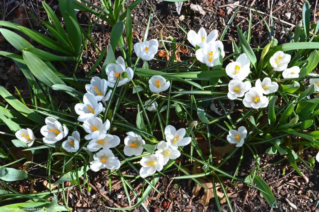 Crocus vernus Jeanne d Arc copyright Shawna Coronado