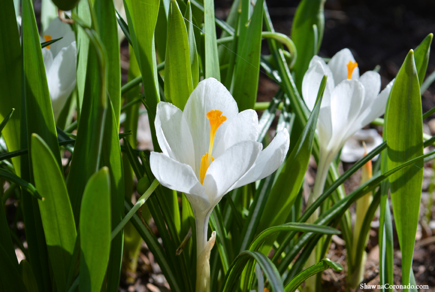 Crocus vernus Jeanne d Arc copyright Shawna Coronado Close up