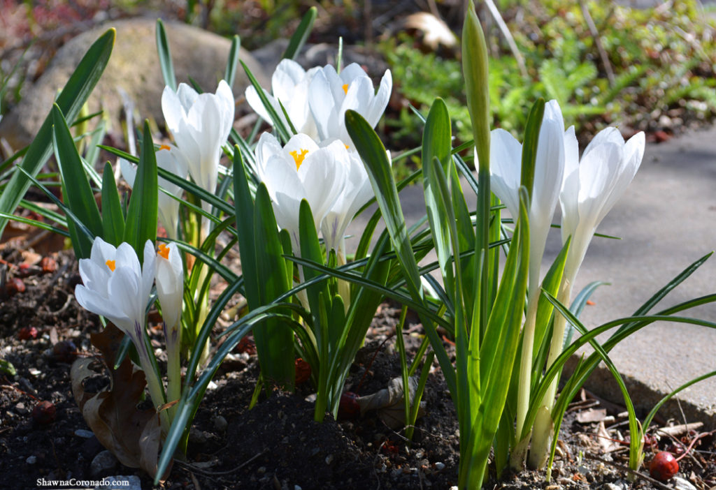 Crocus vernus Jeanne d Arc copyright Shawna Coronado Side View