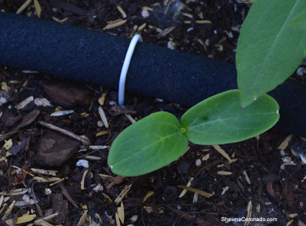 Drip Irrigation DIY Wire Hanger Pins In Soil