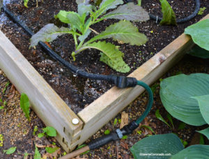 Drip Irrigation System with Purple Mustard