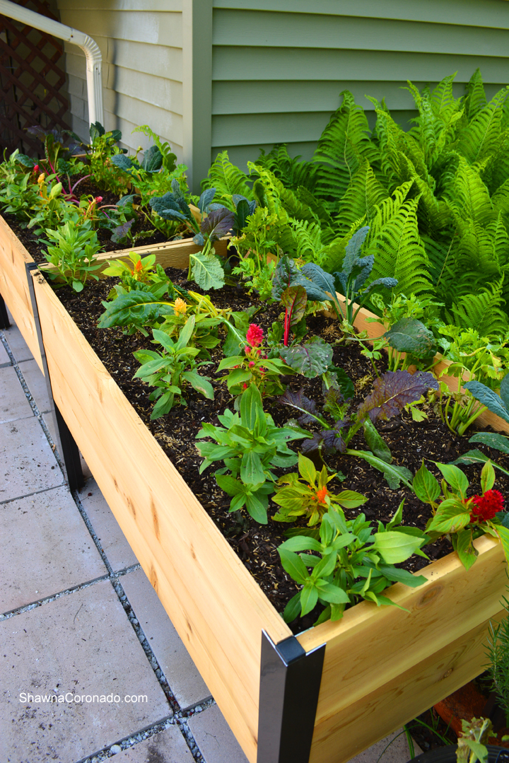 How To Plant an Elevated Garden Bed - Shawna Coronado