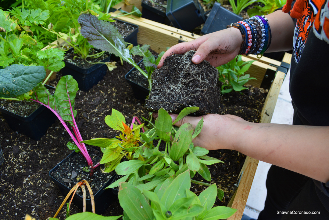 Elevated Garden Bed Planting Flowers and Vegetables