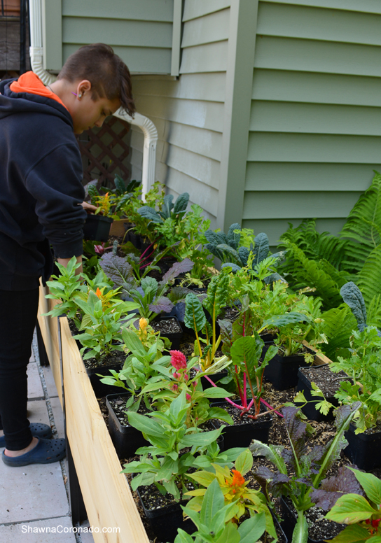 Elevated Garden Bed Flowers and Vegetables