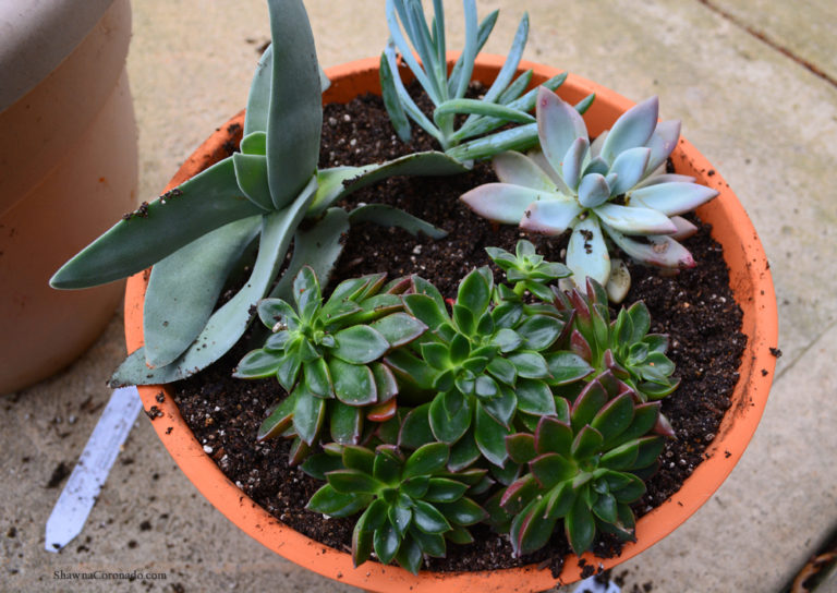 Succulent Container Garden