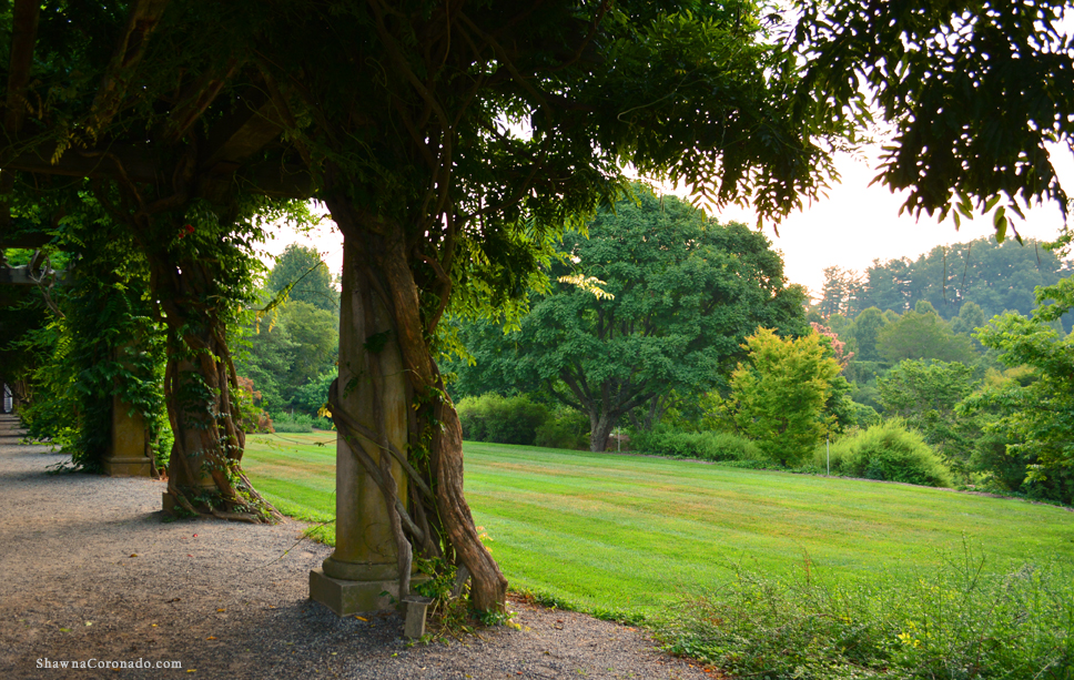 Biltmore Estate Wisteria Vine View