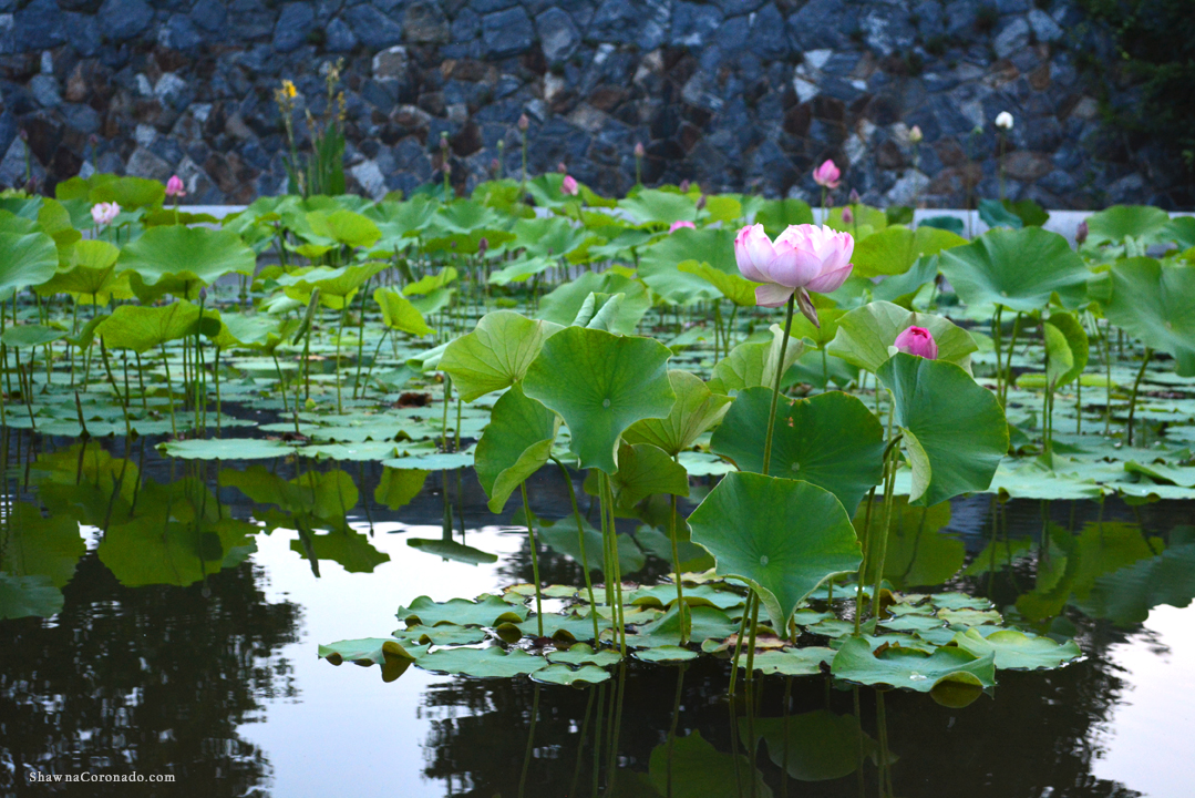 Biltmore Estate at Dawn Italian Gardens Pond Lotus Flower