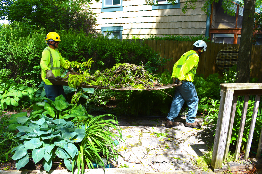 Davey Tree Cleaning Up Branches copyright Shawna Coronado