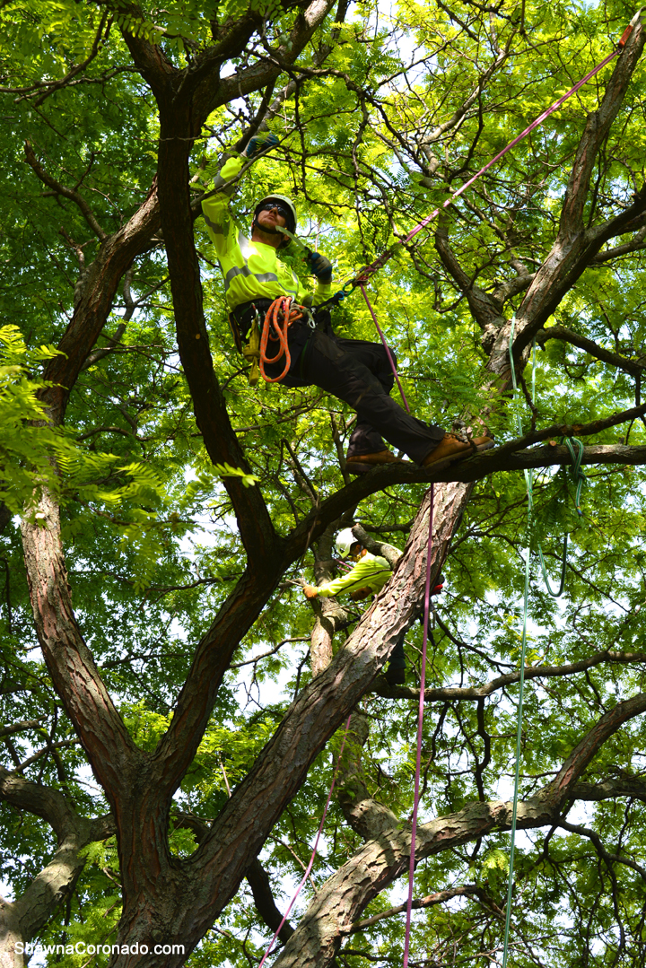 prevent tree damage