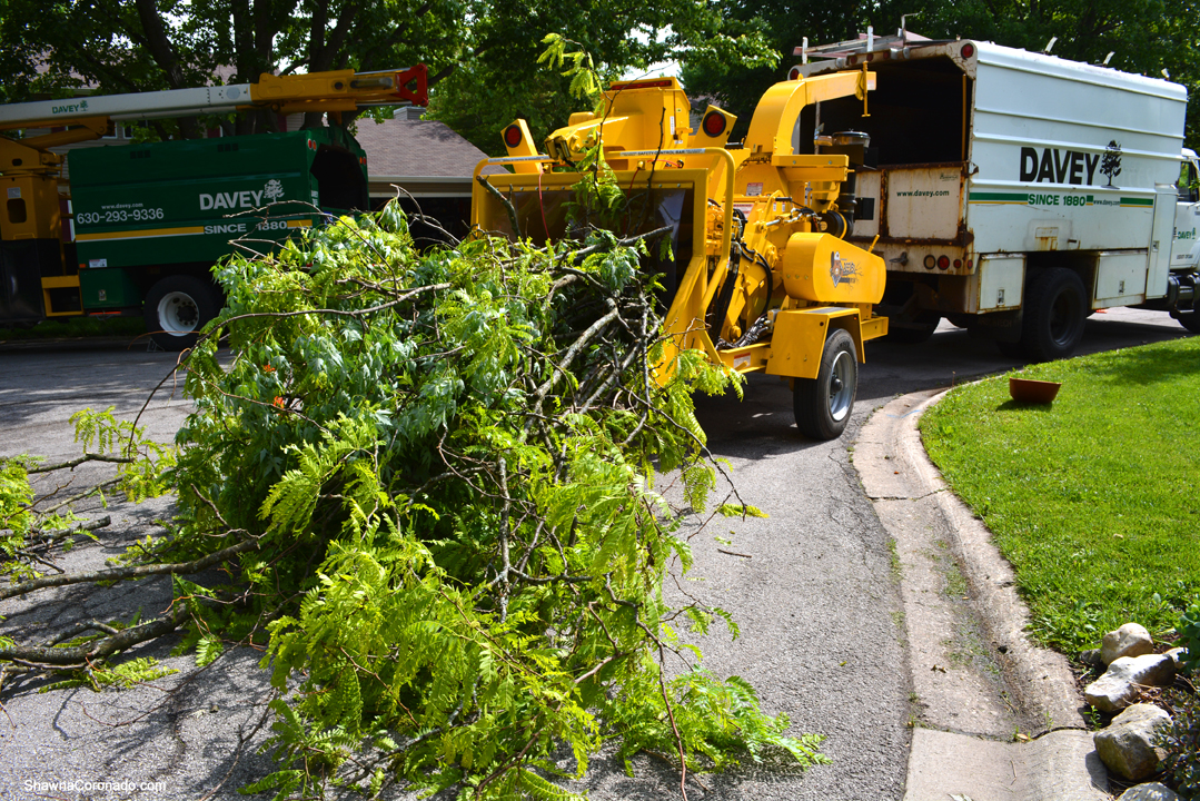 prevent tree damage