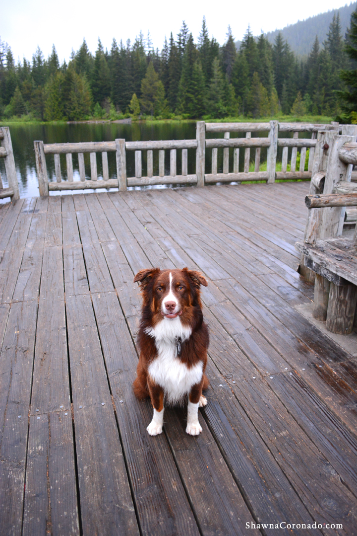Dog at Lake Trillium on Mount Hood copyright Shawna Coronado
