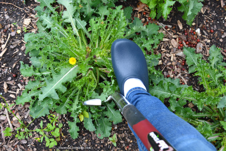 Garden Clogs Digging a Weed