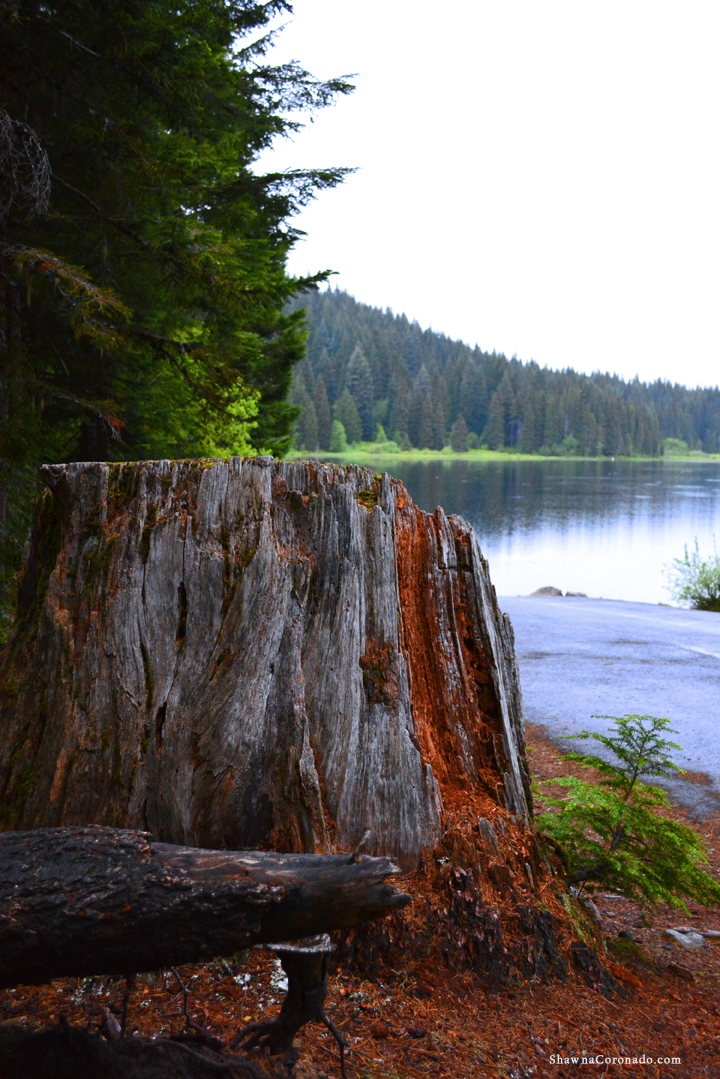 Lake Trillium on Mount Hood Tree Stump copyright Shawna Coronado