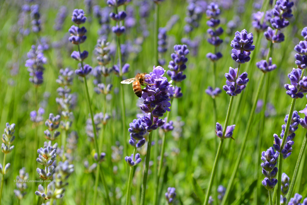 Bee Pollinating Flower photo copyright Shawna Coronado