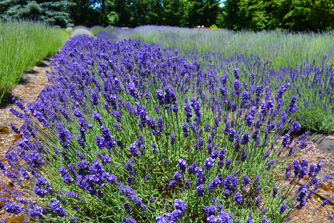 Lavender Field Photo copyright Shawna Coronado