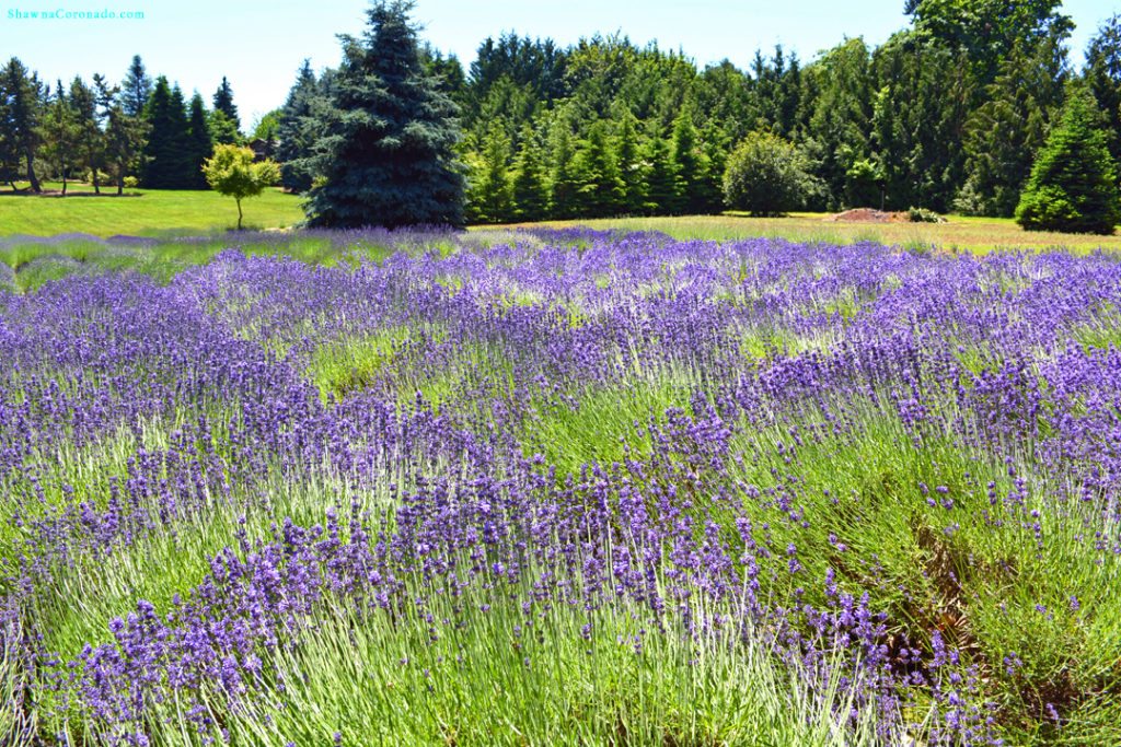 Lavender Field and Trees Photo copyright Shawna Coronado