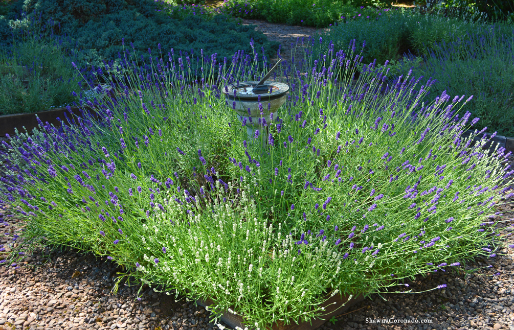 Lavender Garden photo copyright Shawna Coronado