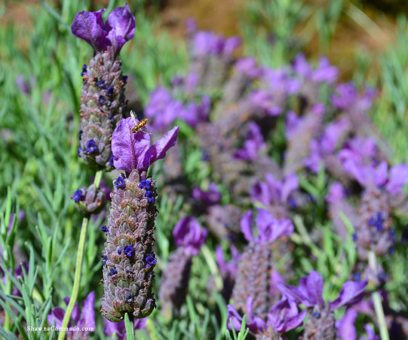 Lavender Spanish with bee photo copyright Shawna Coronado