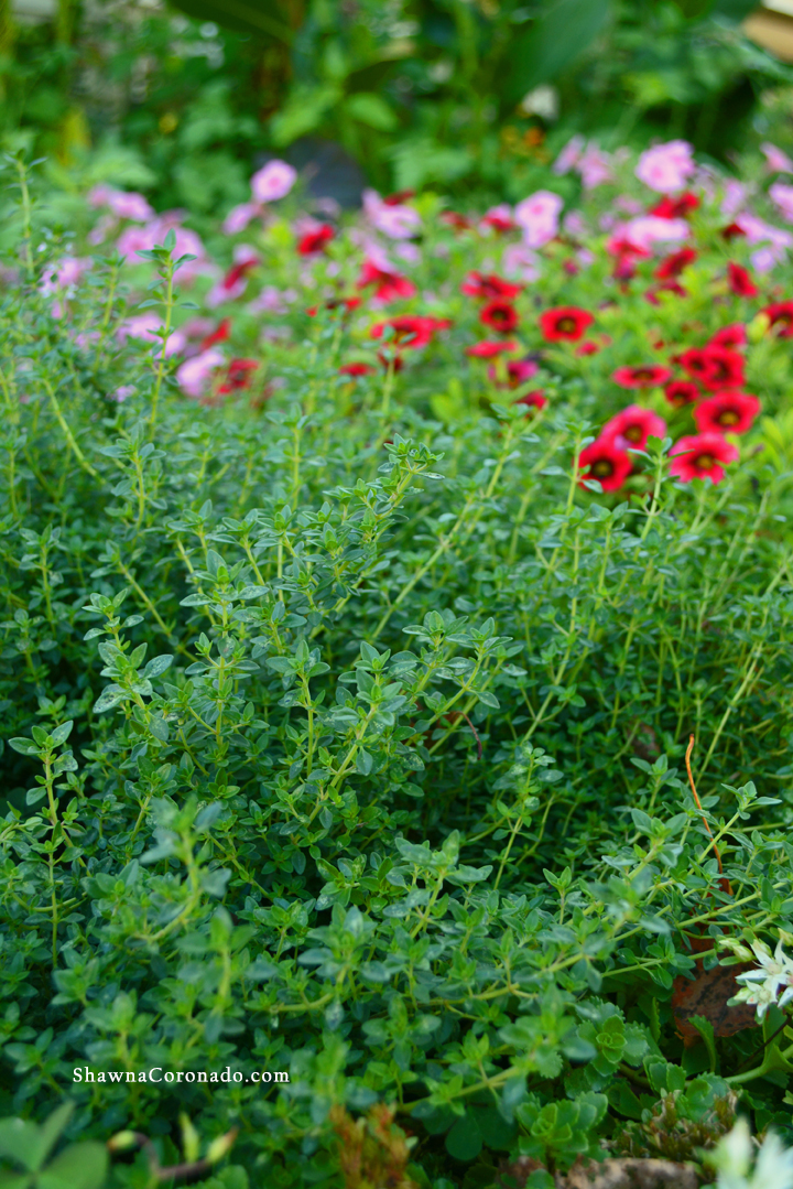 Lemon Thyme Herb Garden copyright Shawna Coronado