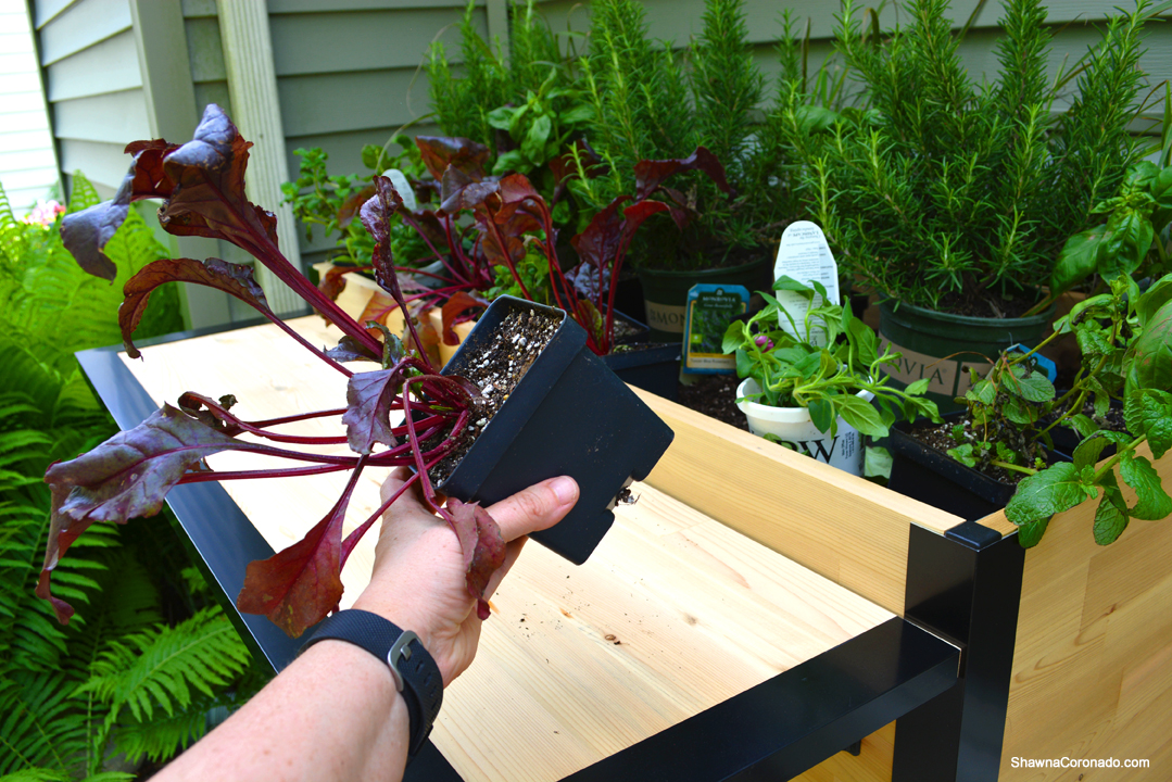 Plant a Bar Herbs and Vegetables Photo copyright Shawna Coronado