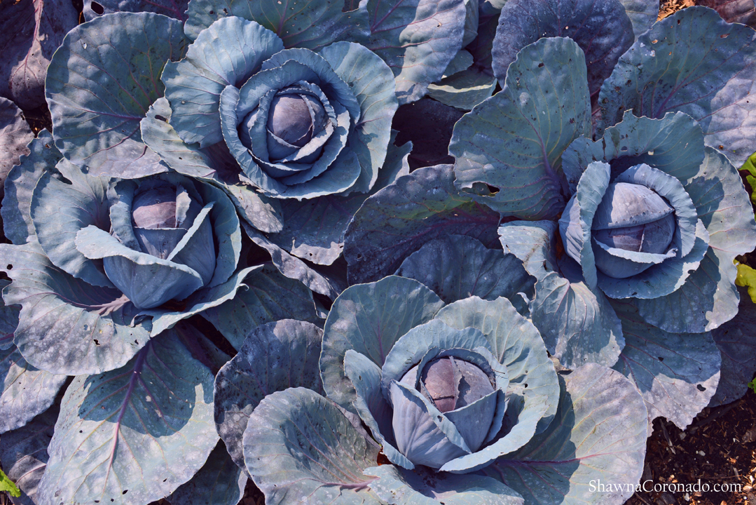 Brassica oleracea 'Ruby Perfection' Cabbage