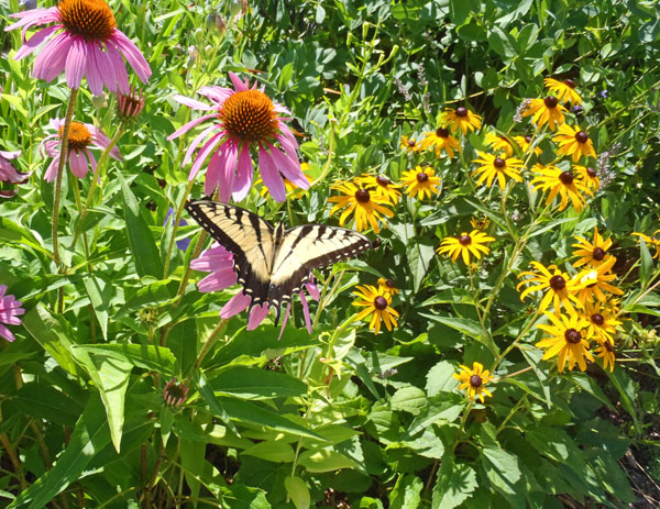 Swallowtail Butterfly in the Garden