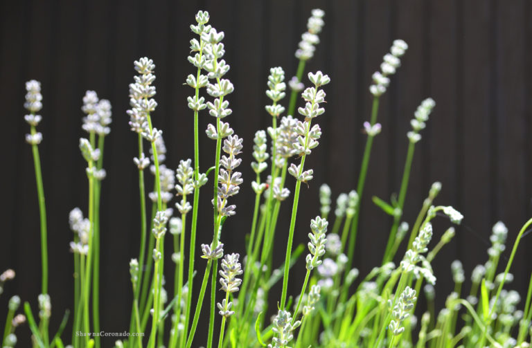 White Lavender Plant Photo copyright Shawna Coronado