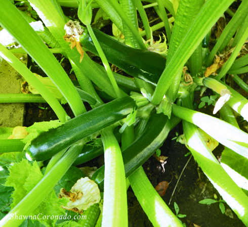 Zucchini on Plant in garden copyright Shawna Coronado