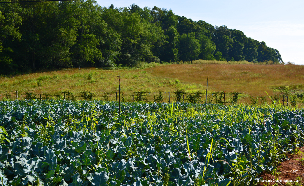 Biltmore Broccoli Field copyright Shawna Coronado