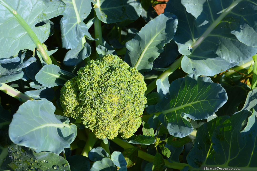 Biltmore Broccoli copyright Shawna Coronado