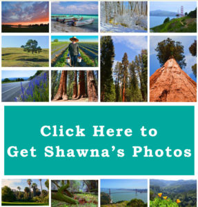 Photo Montage Shawna Coronado