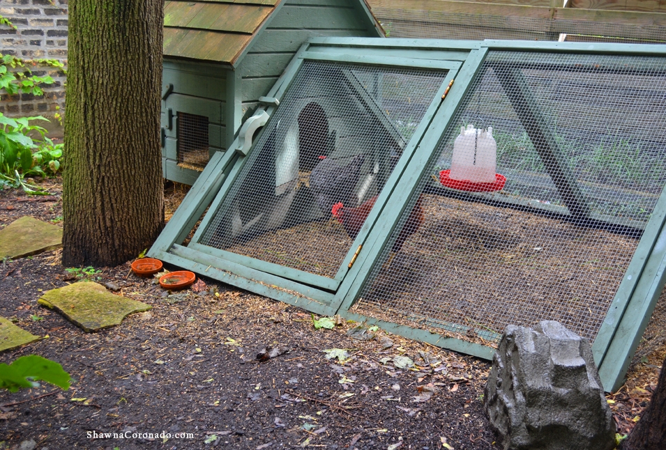 Rick Bayless Garden Chickens