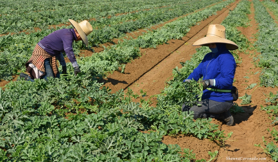 Watermelon Field Workers copyright Shawna Coronado