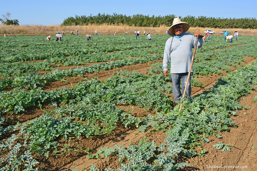 Watermelon Field Workers