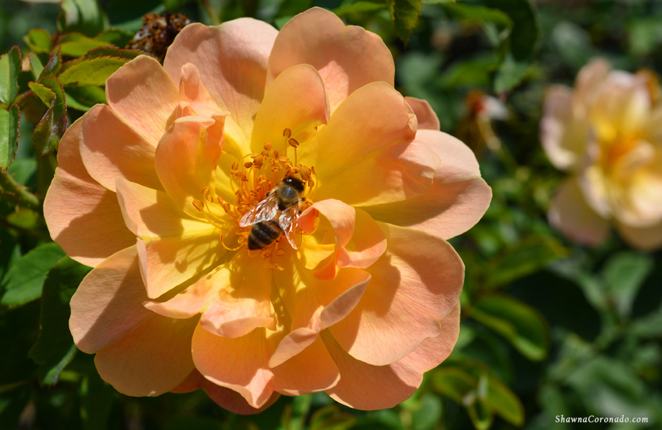 Peach rose with pollinating bee copyright Shawna Coronado