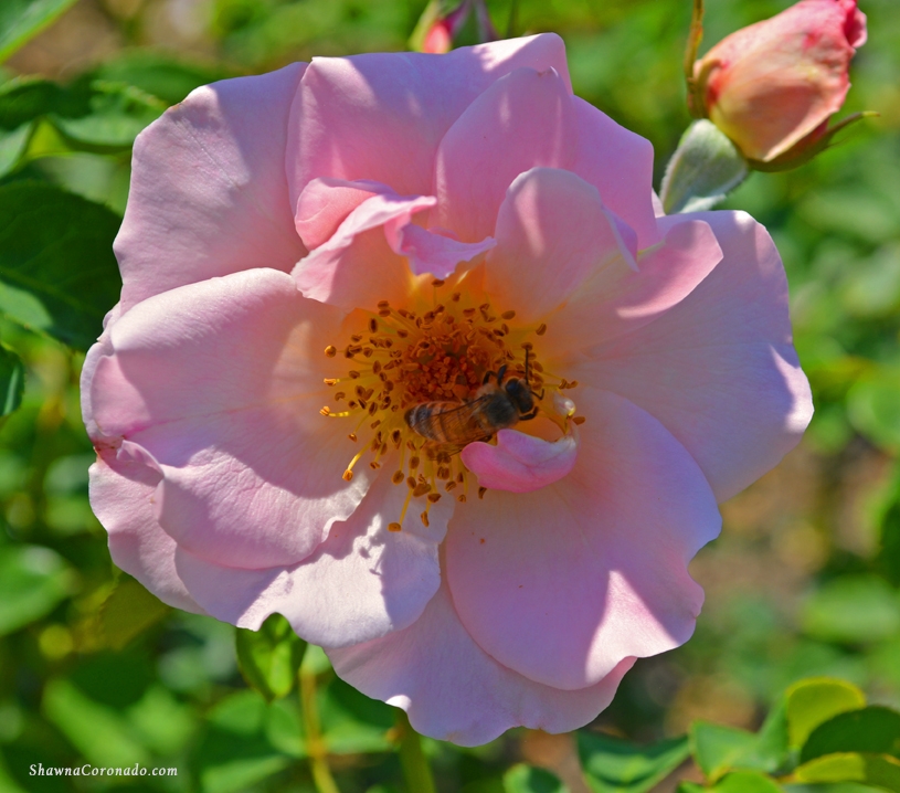 Pink Rose with Pollinating Bee copyright Shawna Coronado