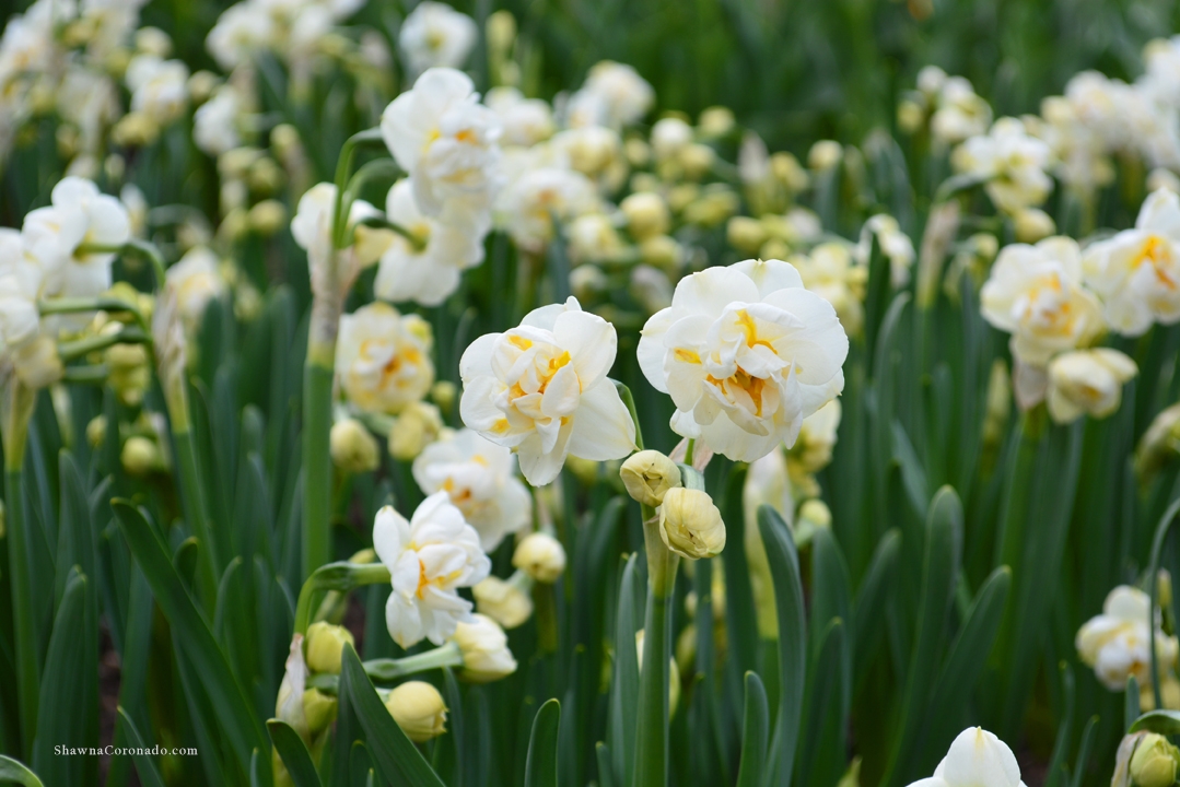 Bulb Popper Double Daffodils